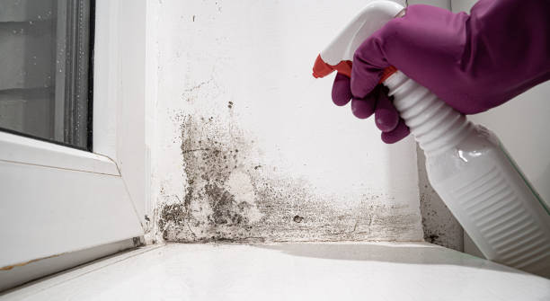 Best Water damage restoration near me  in Holton, KS